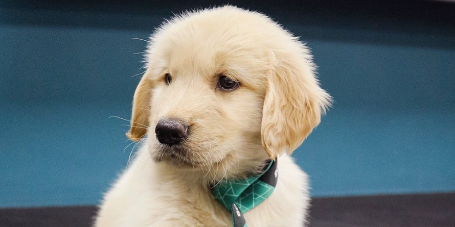 Sicoob Primavera ganha cooperados com apoio do “cãolaborador”