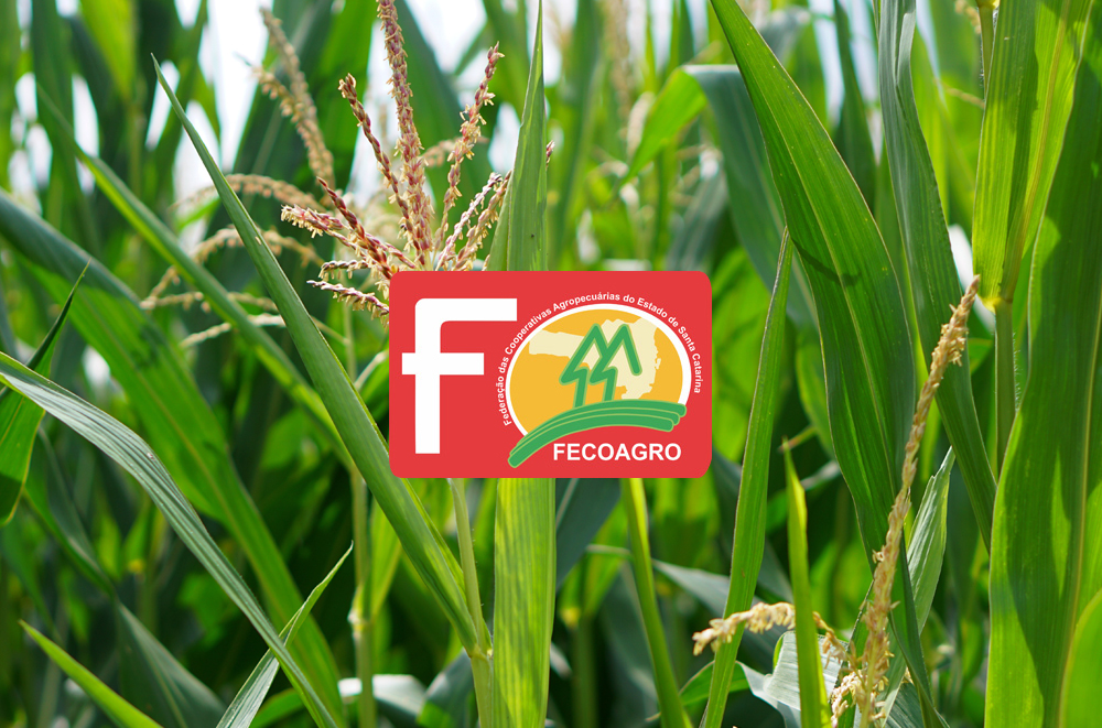 Fecoagro/SC: melhoria na produtividade da plantação de milho