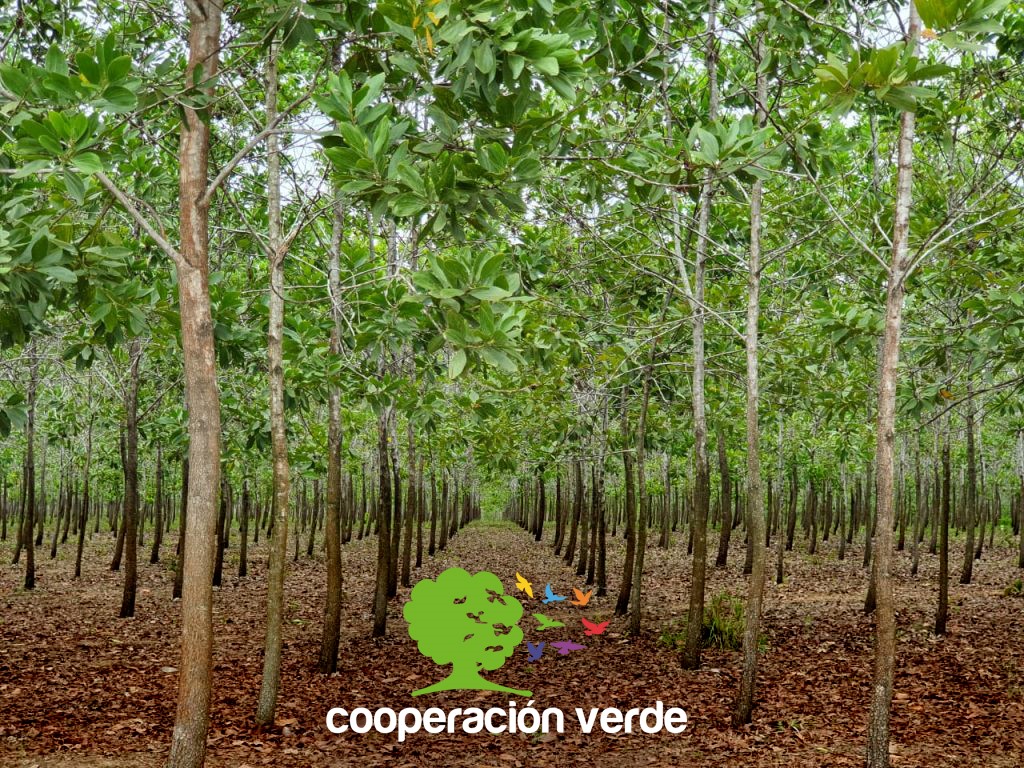 Cooperación Verde: iniciativa de intercooperação para enfrentar mudanças climáticas